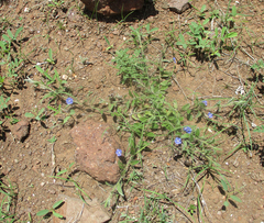 Evolvulus alsinoides