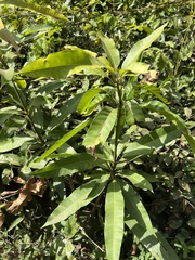 Mangifera indica
