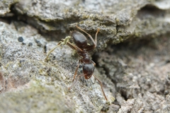 Lasius americanus