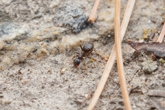 Lasius americanus