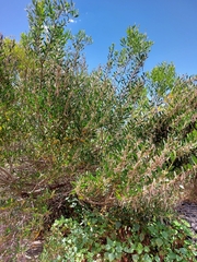Acacia longifolia sophorae