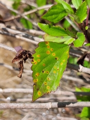 Baeodromus eupatorii