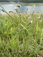 Lasiosiphon kraussianus