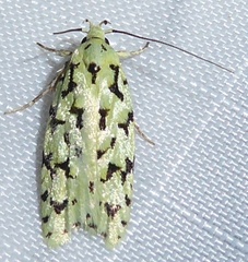 Izatha peroneanella