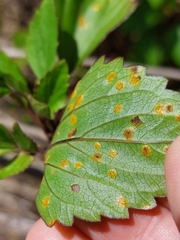 Baeodromus eupatorii