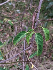 Leichhardtia coronata