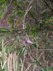 Leichhardtia coronata