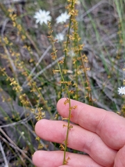 Stackhousia viminea