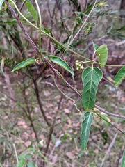 Leichhardtia coronata