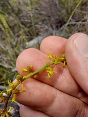 Stackhousia viminea