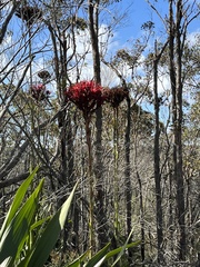 Doryanthes excelsa