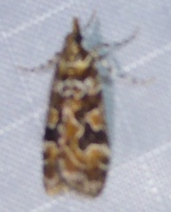 Scoparia ustimacula
