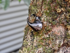Xylotrupes australicus