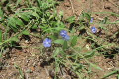 Evolvulus alsinoides