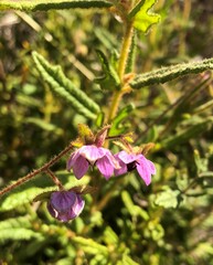 Thomasia petalocalyx