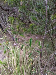 Leichhardtia coronata