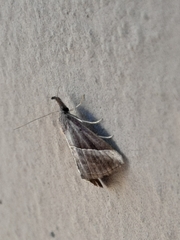 Hypena lividalis