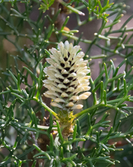 Petrophile sessilis
