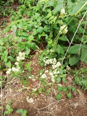 Antigonon flavescens