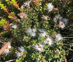 Kunzea pomifera
