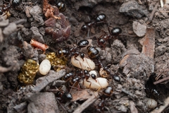 Formica neogagates