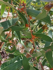 Hakea laevipes