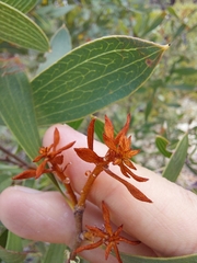 Hakea laevipes