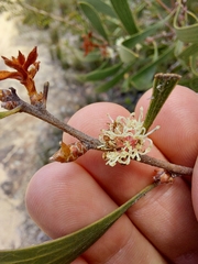 Hakea laevipes