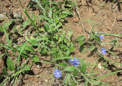 Evolvulus alsinoides