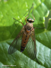 Rhagio