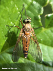 Rhagio