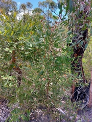 Hakea laevipes