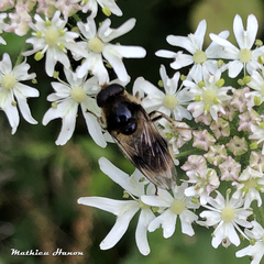 Cheilosia illustrata