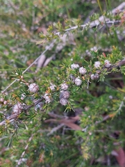Leptospermum arachnoides