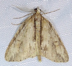 Pseudocoremia lupinata