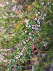 Leptospermum arachnoides