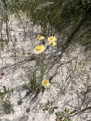 Chrysocephalum baxteri