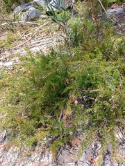 Leptospermum arachnoides