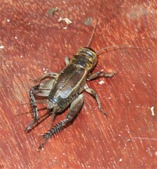 Acanthogryllus fortipes