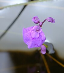 Utricularia beaugleholei