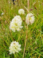 Ptilotus macrocephalus