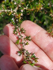 Leptospermum arachnoides