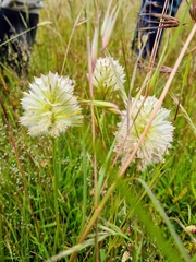 Ptilotus macrocephalus
