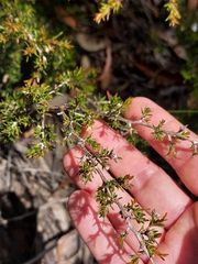 Leptospermum arachnoides
