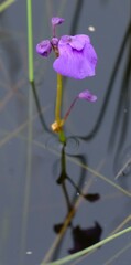 Utricularia beaugleholei