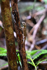 Diploderma polygonatum ishigakiense