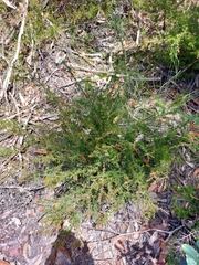 Leptospermum arachnoides