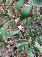 Hakea laevipes