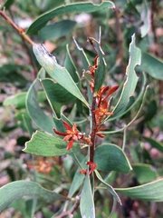 Hakea laevipes
