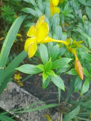Allamanda cathartica